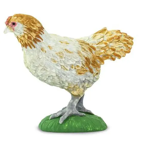#100090 Ameraucana Chicken 1