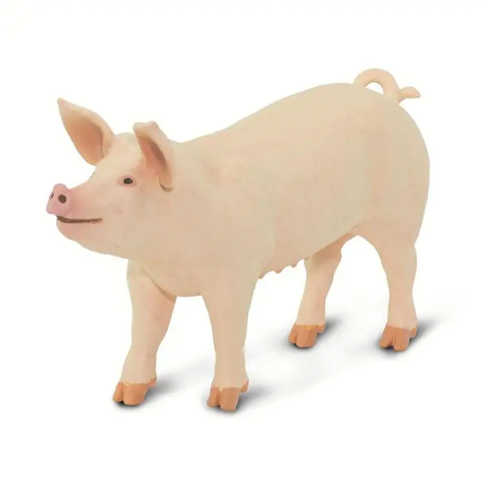 #100269 Large White Pig 1