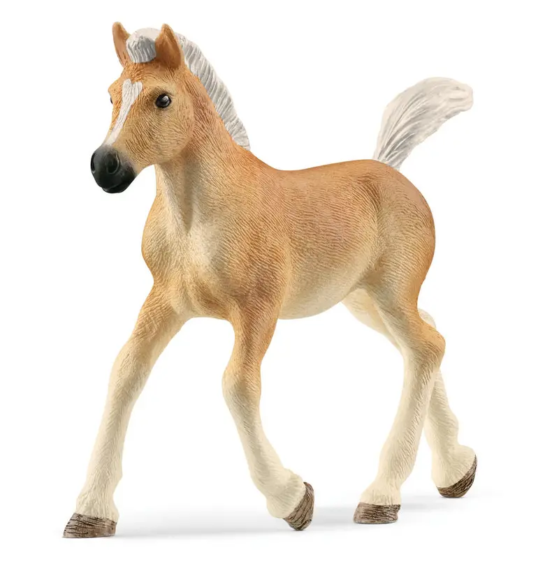 #13951S Haflinger Foal 1