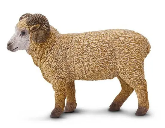 #161429 Ram Sheep 1