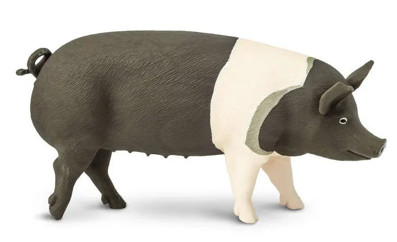 #161829 Hampshire Pig 1