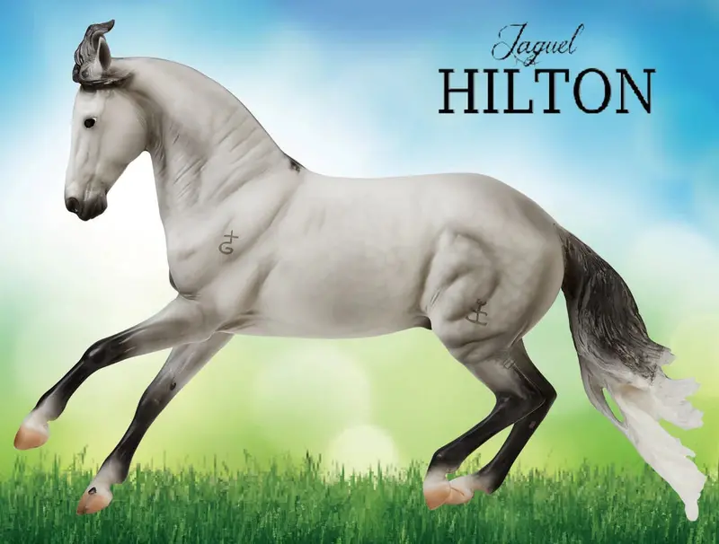 #B-Tr-10668 1/9 Jaguel Hilton, Criollo Stallion 1