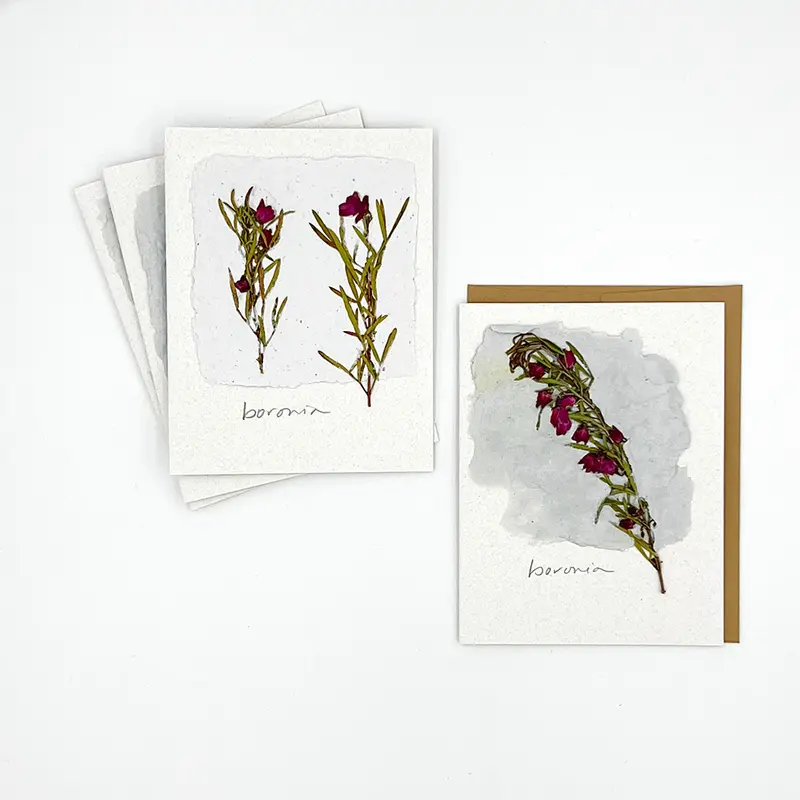 Black Eyed Suzie Designs Pack Of Four Cards And Envelopes- Boronia Flowers 1