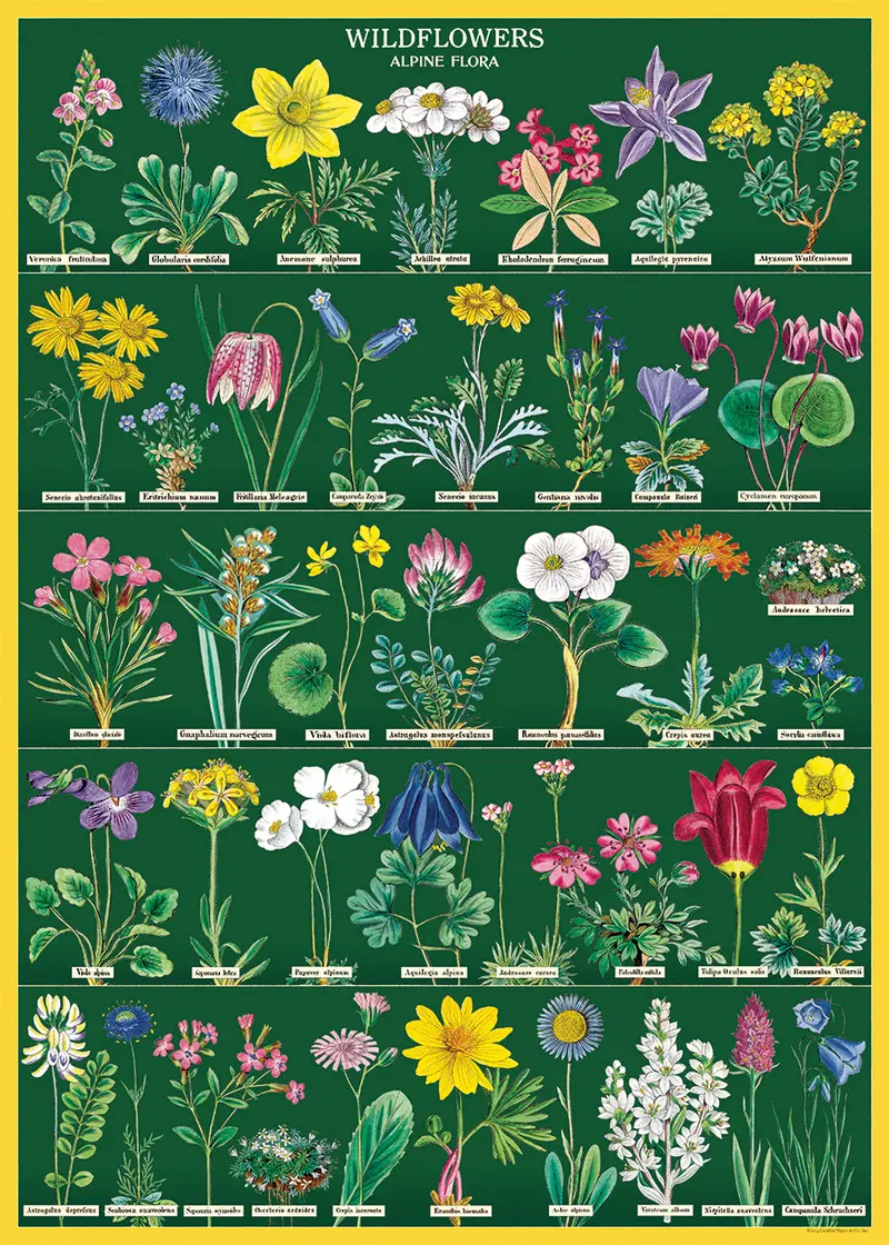 Cavallini & Co. Alpine Wildflowers Decorative Paper 1
