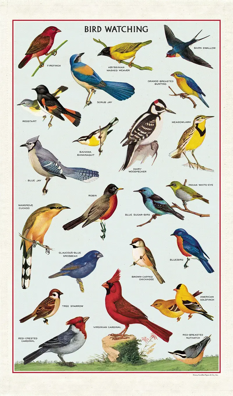 Cavallini & Co. Bird Watching Cotton Tea Towel 1
