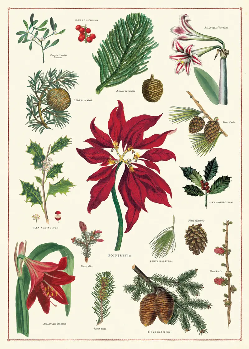Cavallini & Co. Christmas Botanica Decorative Paper 1