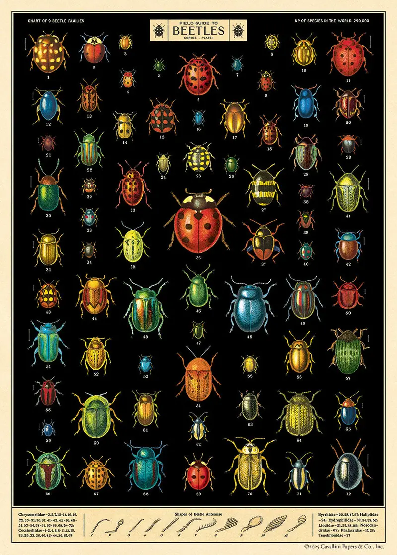 Cavallini & Co. Field Guide To Beetles Decorative Paper 1