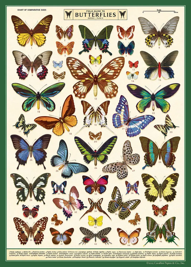 Cavallini & Co. Field Guide To Butterflies Decorative Paper 1
