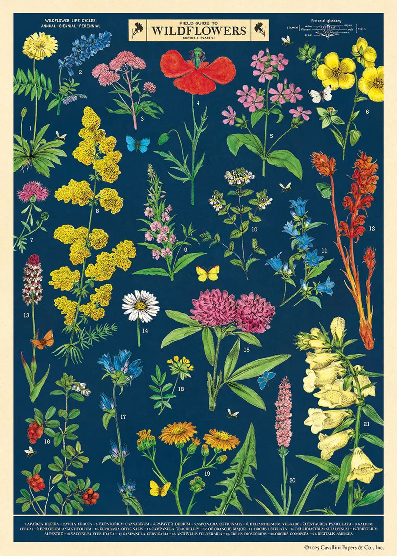 Cavallini & Co. Field Guide To Wildflowers Decorative Paper 1