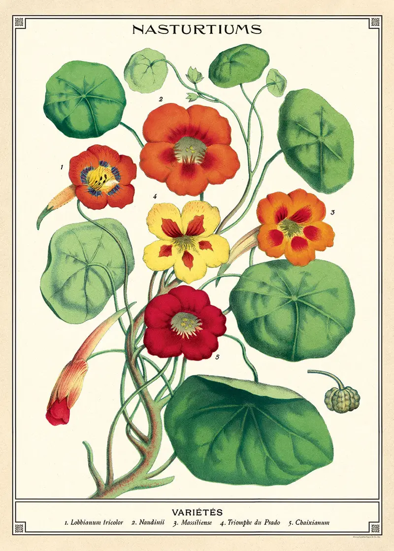 Cavallini & Co. Nasturtiums Decorative Paper 1