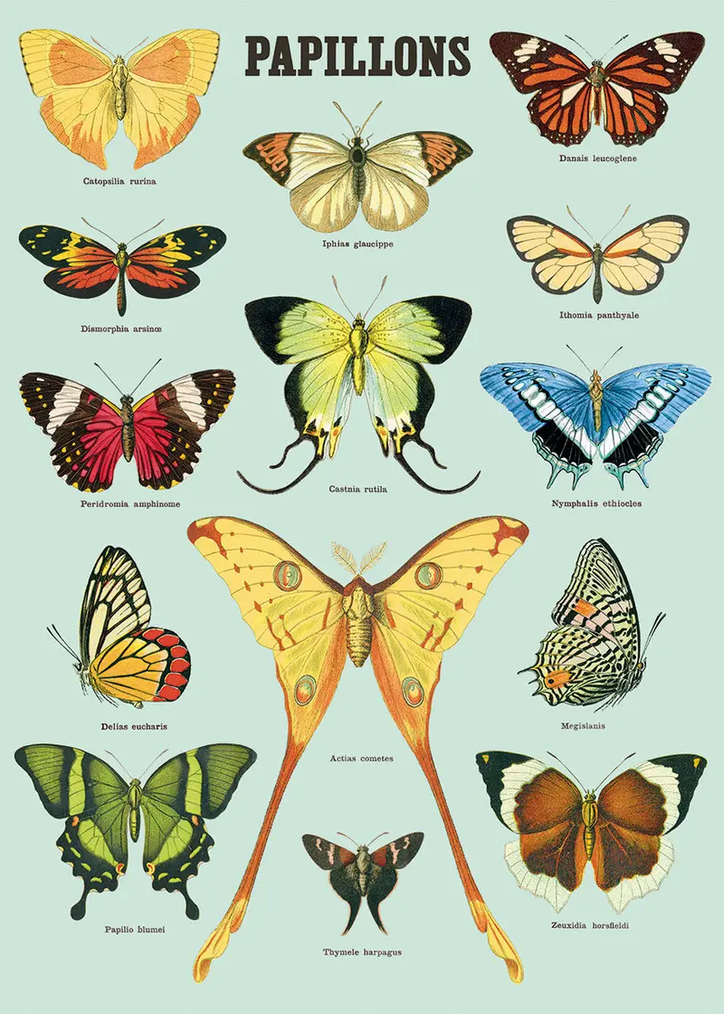 Cavallini & Co. Papillons Decorative Paper 1
