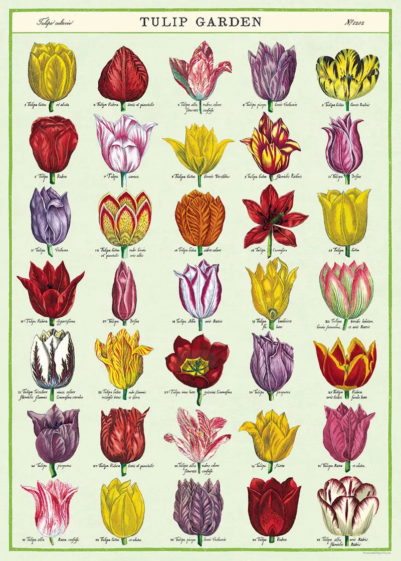 Cavallini & Co. Tulip Garden Decorative Paper 1