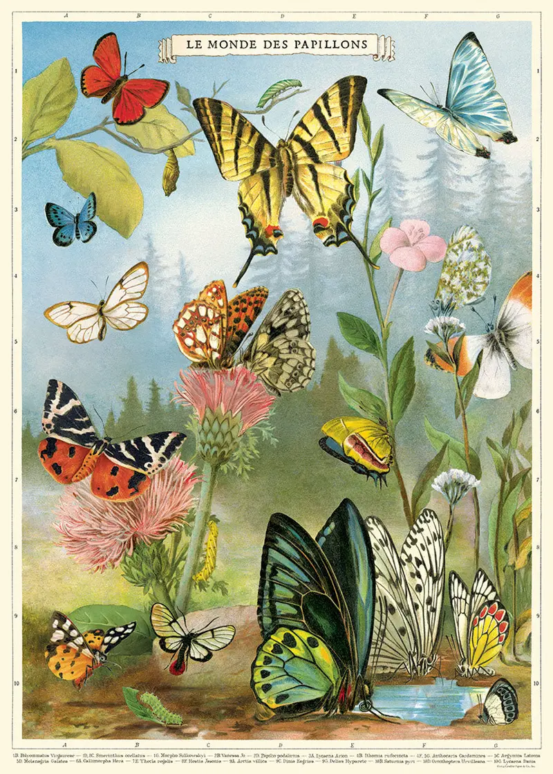 Cavallini & Co. World Of Butterflies Decorative Paper 1